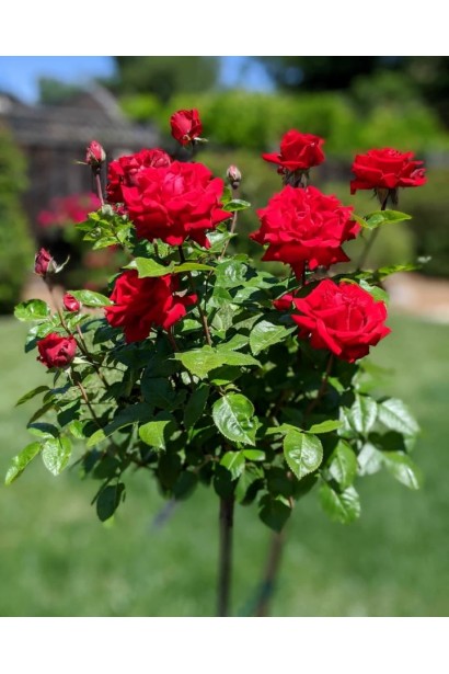 Троянд бордюрна Ред Вельвет на штамбі